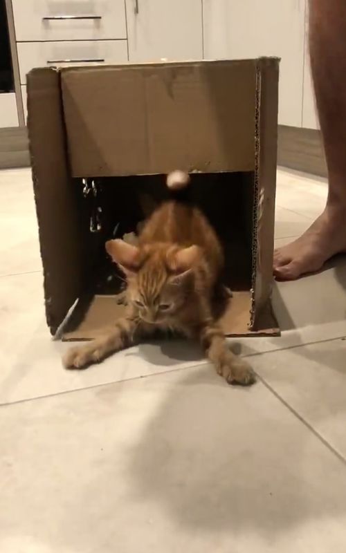 The cat is in the box..#cute #catsoftiktok #foryou #funnycats #usa🇺🇸 