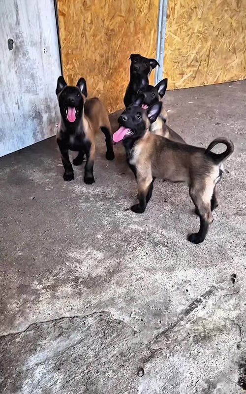 #dog #k9 #malinois #dogtraining #puppy 