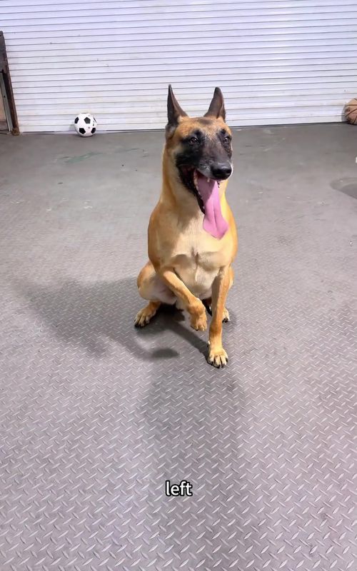 #DogTraining #SmartDogs #IntelligentAnimals #FunnyAnimals #Mastiff 