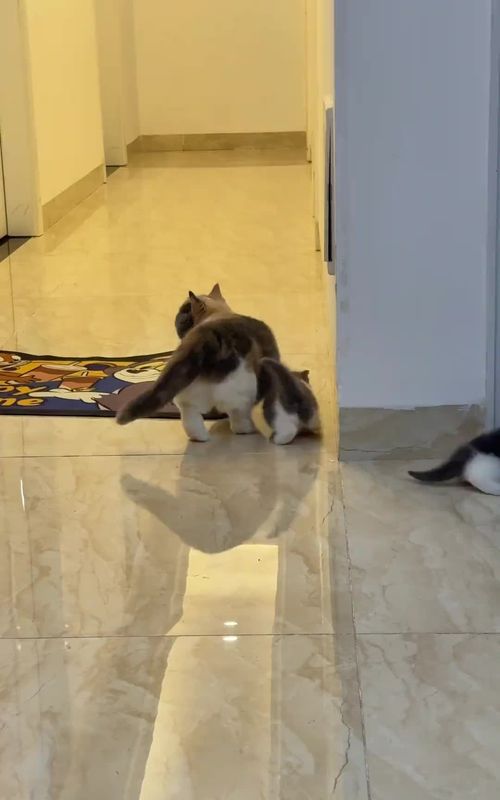 #cutecat #cute #kitten #pet #fyp 