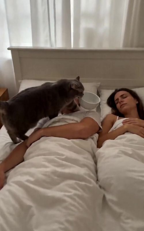 Feed me,laze bones🤬#fyp #cat #funny #funnyanimal 