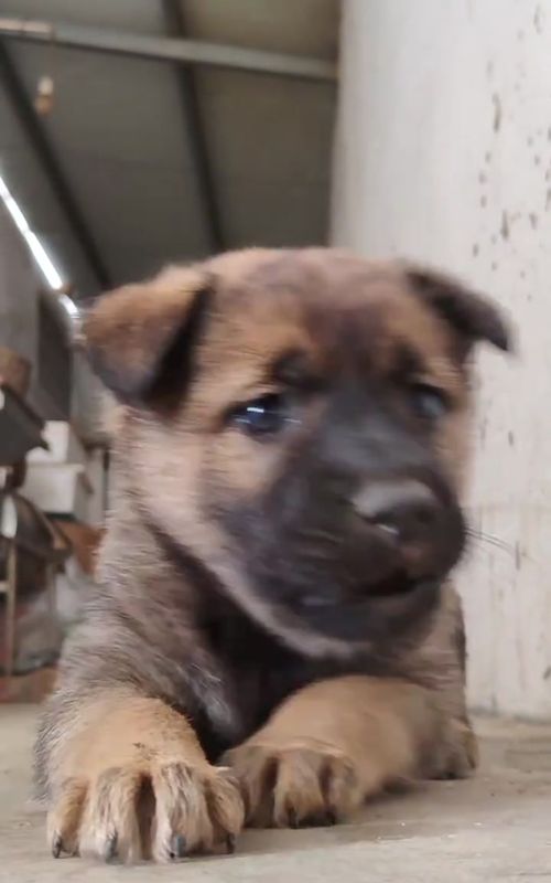 #cute #puppy #cutedog #pet #dogsoftiktok 