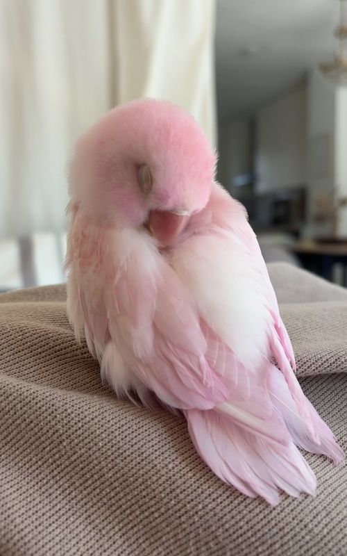 💘#cuteanimal #fy #birdtiktok #bird 