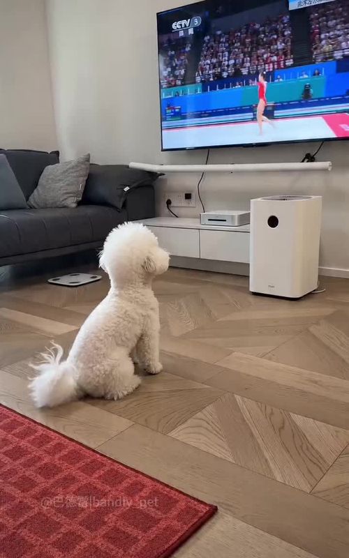 We have to get this dog into the Olympics#dog #funnydog #bandlypet #doglover #funnydogs