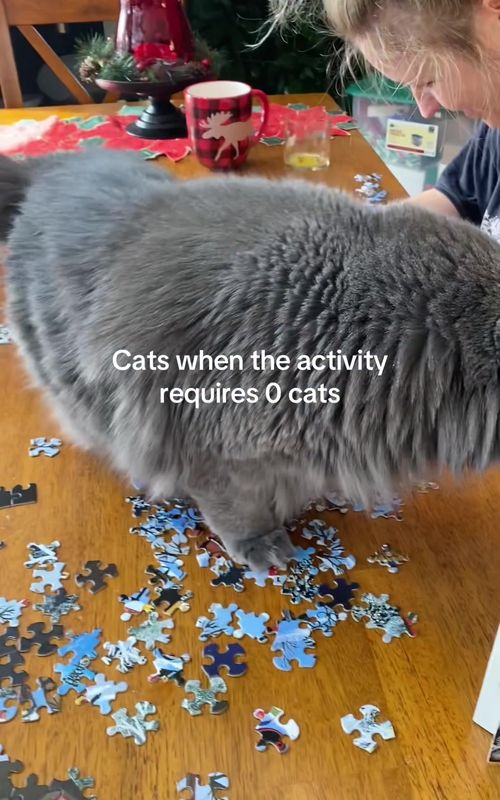 They LOVE a #puzzle #cats #cattok 