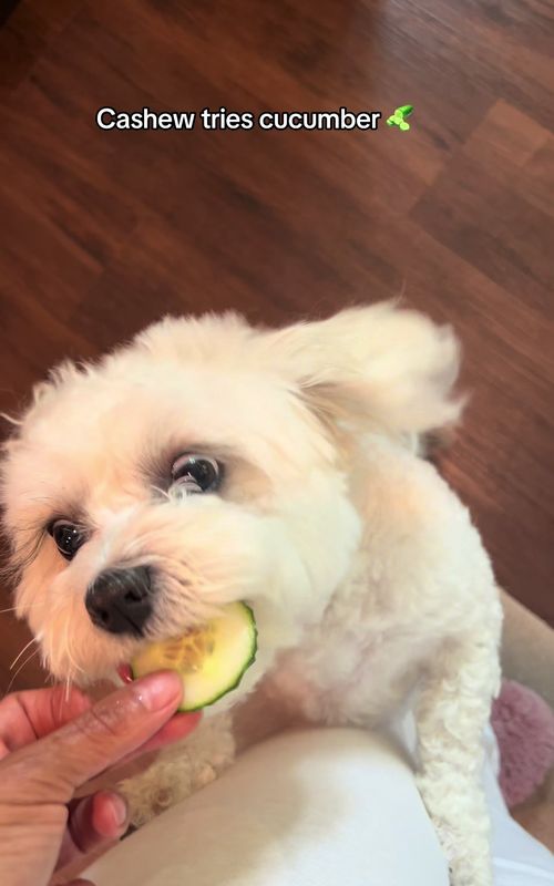 Mmmm crunchy! #dogsoftiktok #dog #dogeating #cutedog #dancingdog 