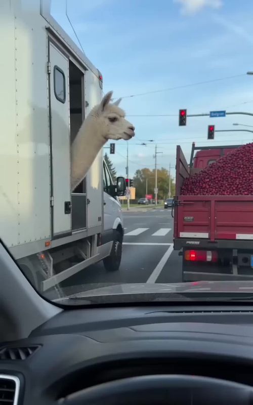 #funnyanimals #animalsoftiktok #britishhumour #satisfying #cabbagedance #alpaca #horse #fyp 