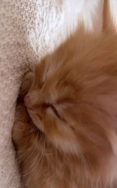 so cute 🥹#kitten #cutecat #funnycat #fyp #catsoftiktok 