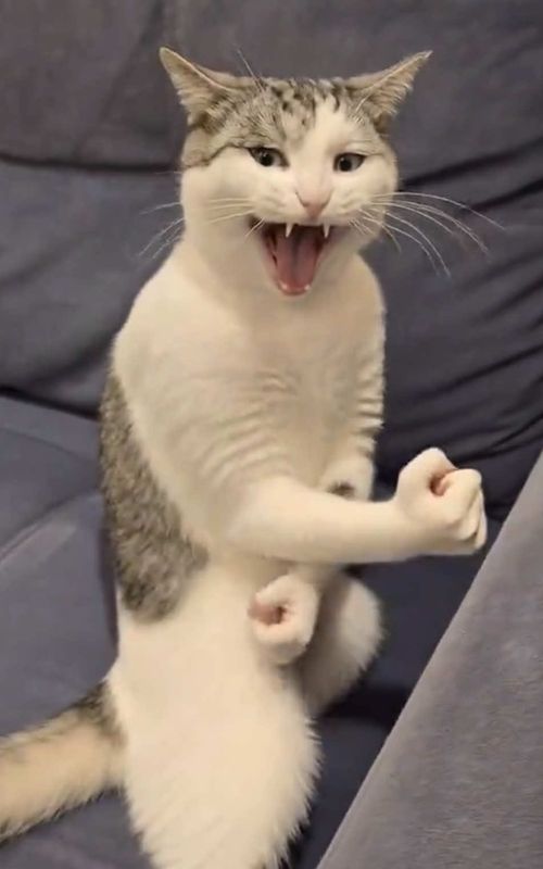 Welcome to Animals Got Talent 🐾🎤 Today’s contestant… this Cat thinks he’s a karate King #animalsgottalent #PetsOfTikTok #animallover #petlover #fyp 