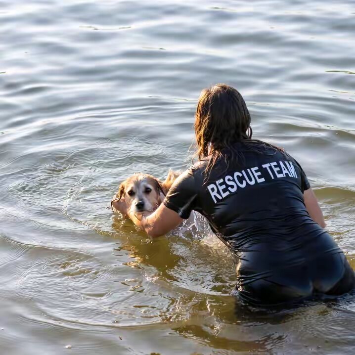 life of Animal's