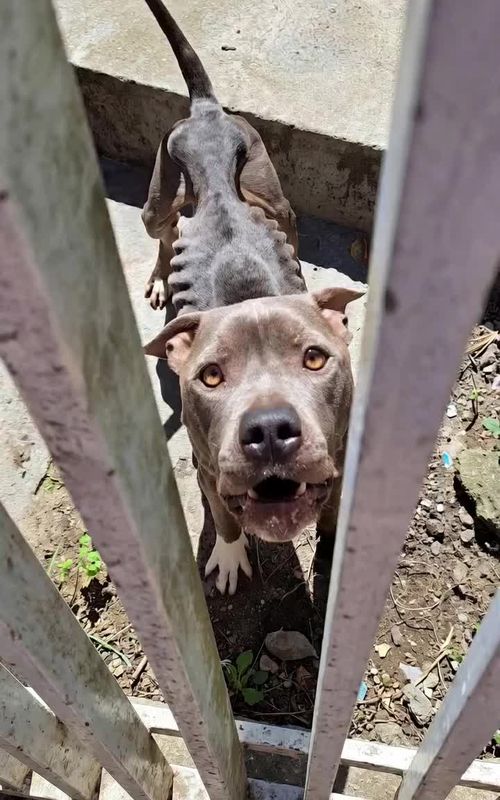 he just stood there behind the bars of wall waiting for help,owner abondend him maybe for long time he was  weak hungry and sick. #kindness #rescueanimals #fYP #rescuedogsoftiktok 