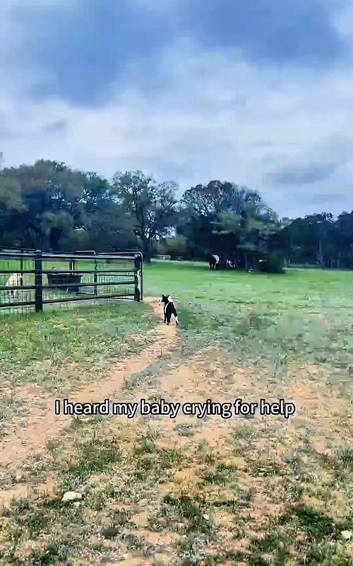 What happens on the farm every day 😂 | Follow for more video! #animals #farm #funny #funnyanimals #fyp 