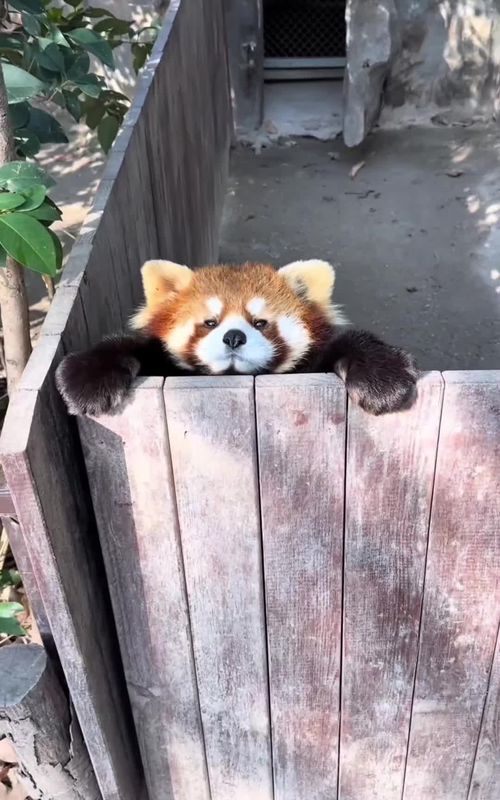 cute red panda😘#redpanda #pandasoftiktok #cuteanimals #fyp 