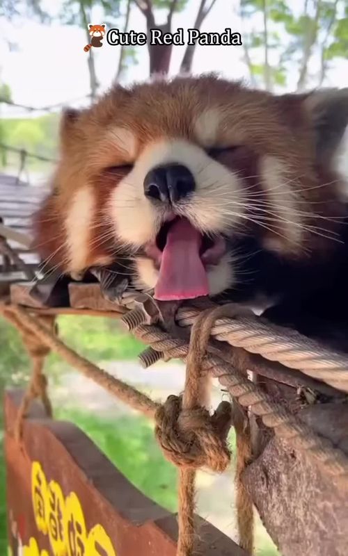 The Cute Red Panda!!!#redpanda #zooanimal #cuteanimals #fyp #adorable 