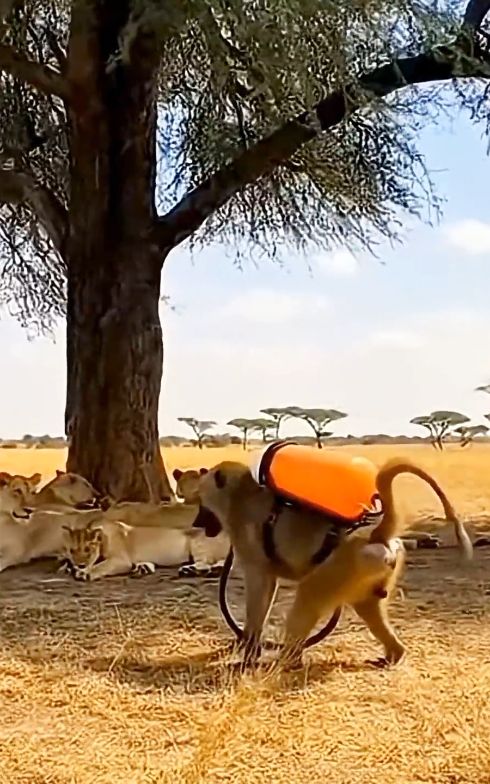 funny animal video  #fouryou #funny #video 