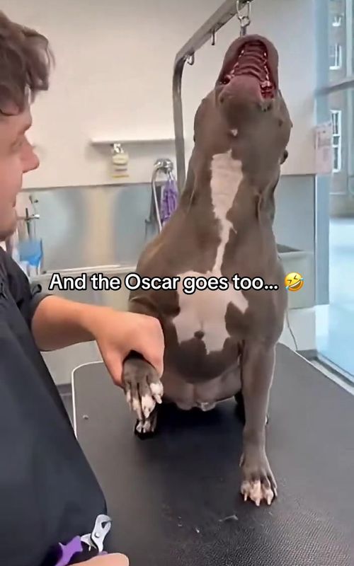 So dramatic 🤣 #dog #nails #grooming #dramatic #funny 