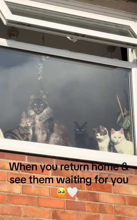 How cats greet people when they come home 😻😺😾#kittens #catsoftiktok #cute #animal #cutekitten #clingycat #funnyvideo 