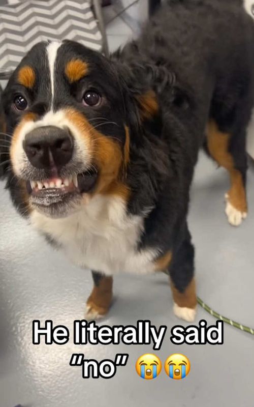 These dogs actually spoke English 😱#dog #usa🇺🇸 #tiktok #dogsoftiktok #funny 