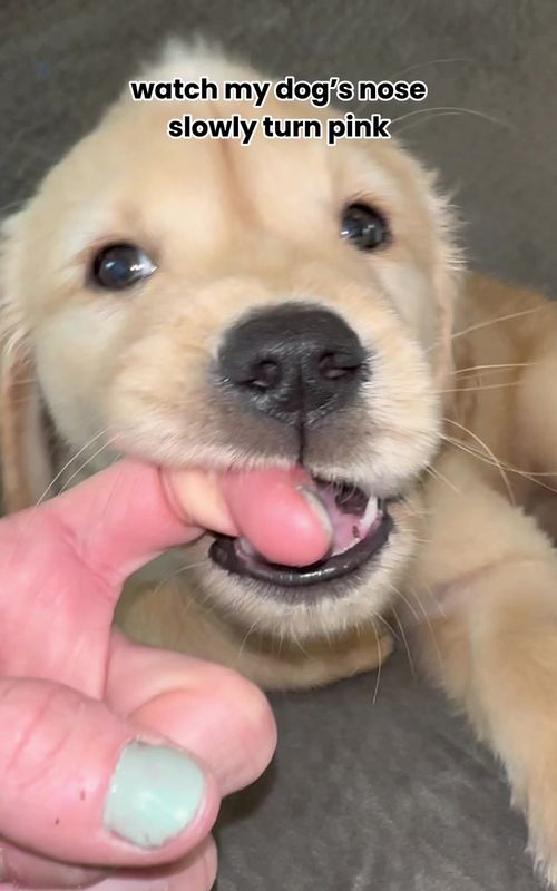 Part 2… def bc I smooched all the color off right? #dogsoftiktok #puppy #goldenretriever 