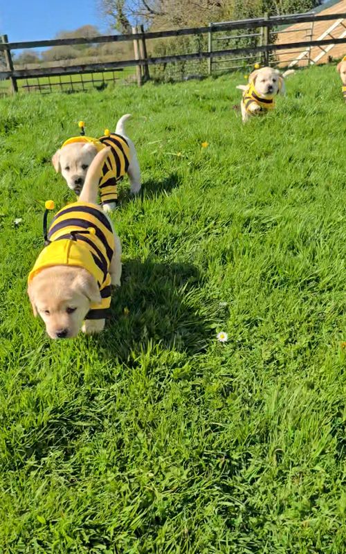 Our little bees 🐝🐾 #puppy #puppylife #labrador #cutedogs #dogsofinstagram 