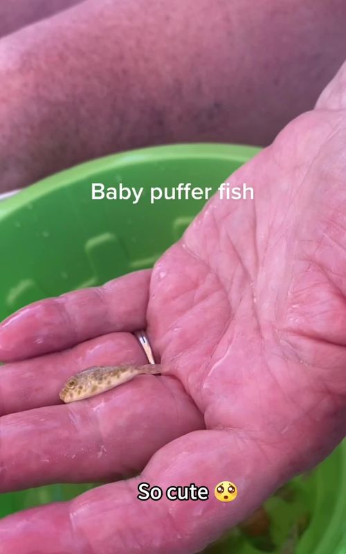 Pufferfish 🐡 #pufferfish #funny #funnyanimals #funnyvideos #Foryou 
