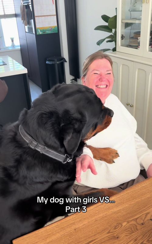 Side note: we are working on it! But he just doesn’t like men and he isn’t afraid to show it #dogs #rottweiler #pets 