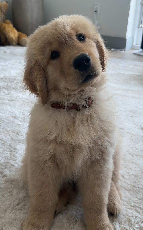 Head tilts for the word cute #goldenretriever #dogsoftiktok #puppy #dog #fyp 