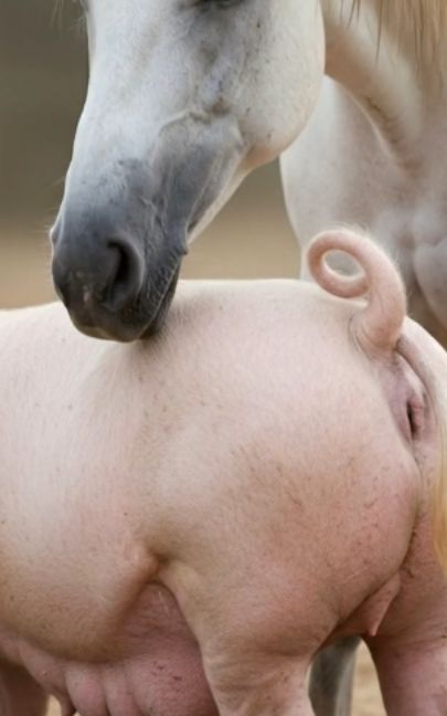 What Happens if a Horse and a Pig Combine? 🧬 Ever wondered about the hidden possibilities of nature? In this episode of Zoo 1, we explore the theoretical world of animal hybrids, focusing on the Horse and the Pig. We analyze biological traits and present artistic interpretations of what this unique combination might look like in a natural environment. Watch until the end for a deep dive into this fascinating nature study! This video is created for educational and entertainment purposes, exploring biological theories and imaginative nature scenarios using advanced AI visualization. #Zoo1 #Nature #Biology #AnimalHybrids #Science #FarmAnimals #Education #Evolution #USNature #Wildlife #NatureLovers #AnimalFacts#frypgシlove #us #uk