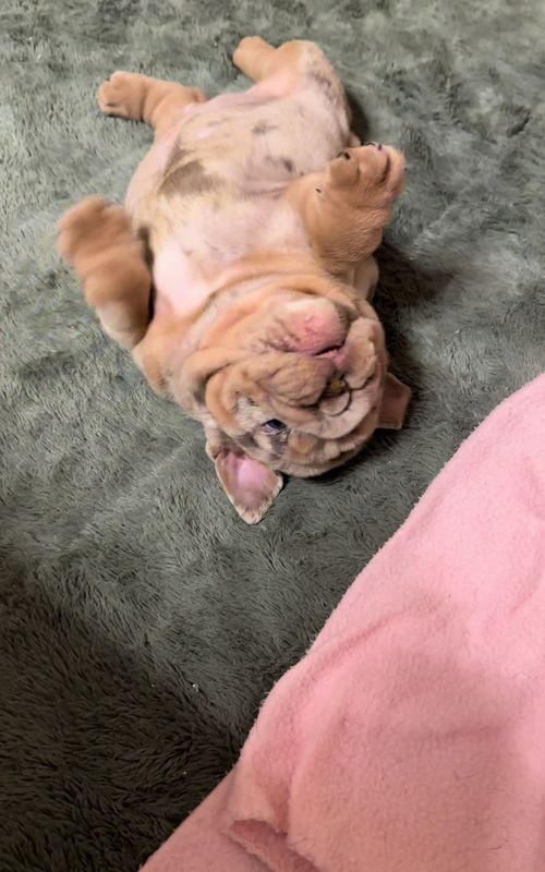 #puppysounds #Love #puppy #cutenessoverload 