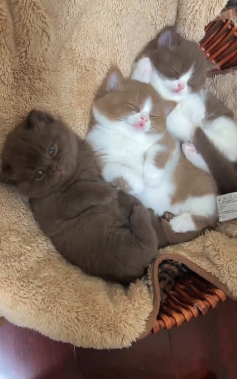 Cute kitten sleeping 💤 #kittens #cute #meow #catlover #sleep #cutekitten #foryou #animal #pet 