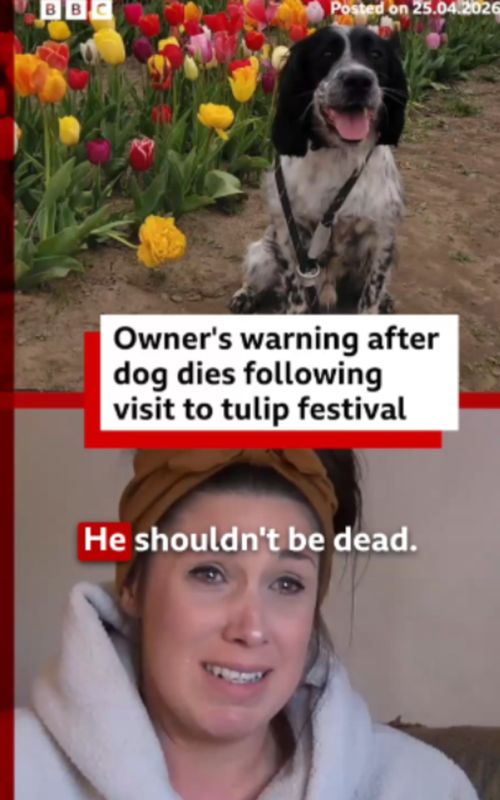 "My dog was happy and healthy. Three hours later, he died." #Yorkshire #Pets #Dogs #DogTok #PetTok #TulipFestival #BBCNews