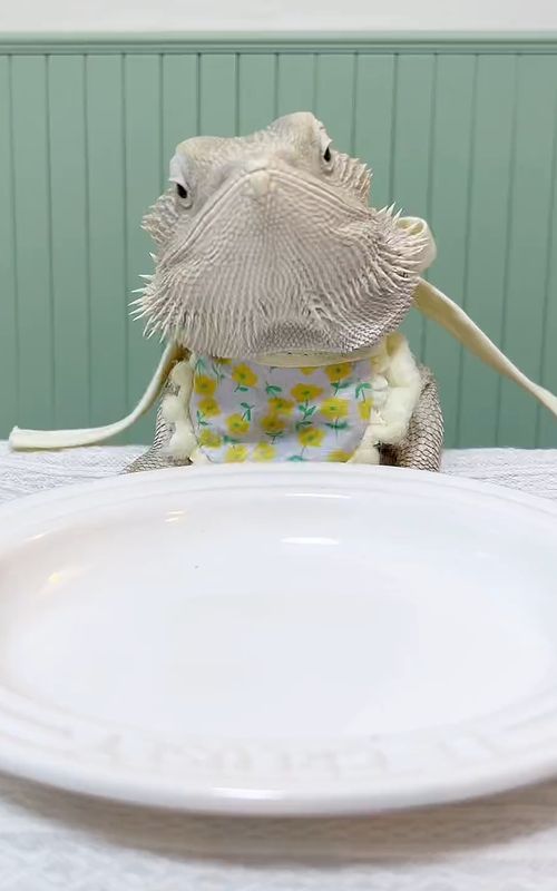 )#funnyanimals #funnvideo #animal #Animals