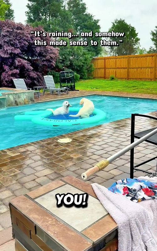 I really thought the rain would finally keep them inside…instead I spent my afternoon rescuing one and chasing the other. #DogSoftiktok #funny #Labrador #dog #LabTok 