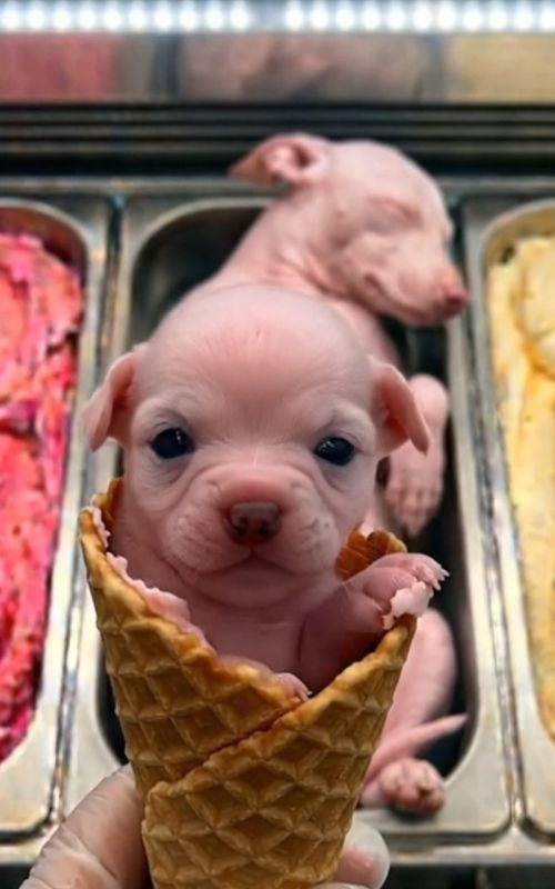 Pink Puppy Moments.  #puppymoments #puppylovers #puppydog #dogsmakemehappy #dog 