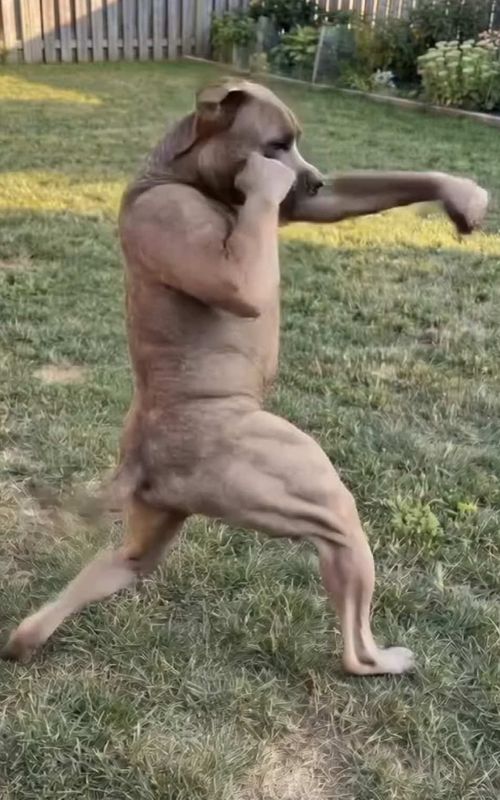 His name is Cupcake for anyone wondering 😭😭🙏🏽🙏🏽 #fyp #boxing🥊 #meme #dog #dogs 
