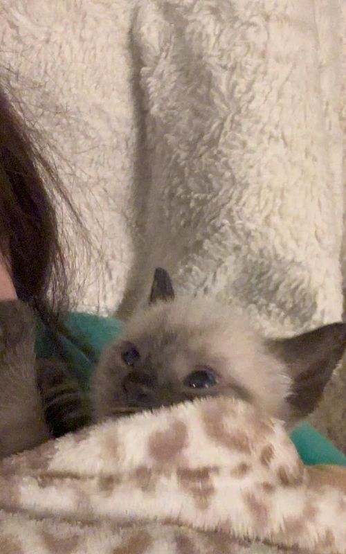 He’s so cute when he’s not trying to eat my face ☺️ #kittensoftiktok #sleepykitten #creatorsearchinsights 