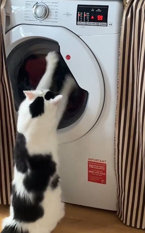 When Your Cat Is Funny? #shorts #cats #catsoftiktok #cat #meow #funnycat #viral #cutecat #kitty #kitten #animal #funnyanimals #fyp