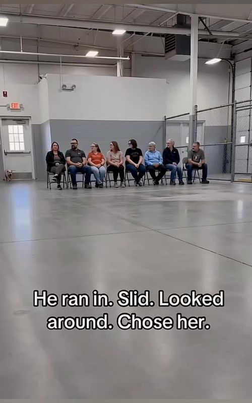 The dog in the shelter chose their favorite humans 🥺❤️#pet #cat #dog #cute #animals #foryou #typ 