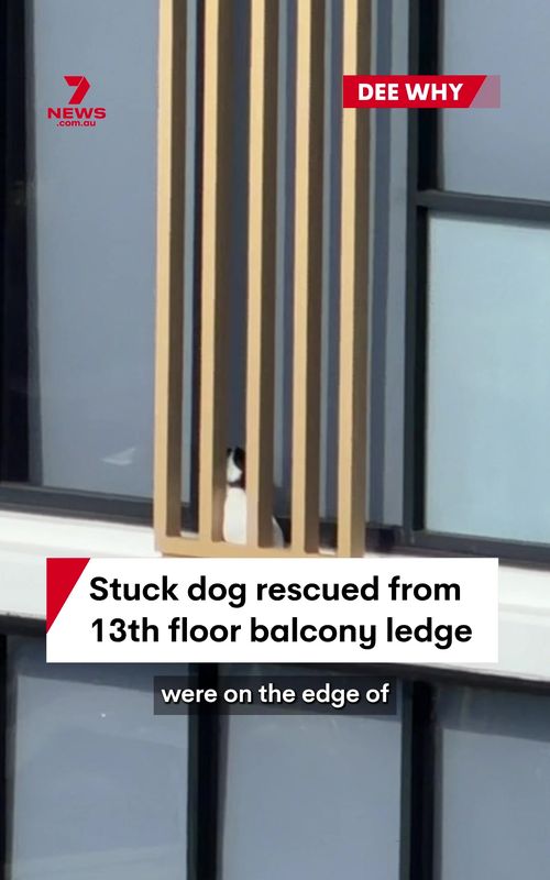 Ellbie the dog has been rescued from a 13th floor balcony ledge at Dee Why on Sydney's Northern Beaches. She had been missing for several days but is now safely back on the ground with her owner. #dog #rescue #deewhy #northernbeaches #sydney