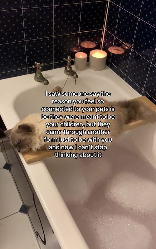#cat #children #cattok #catlover #pets 