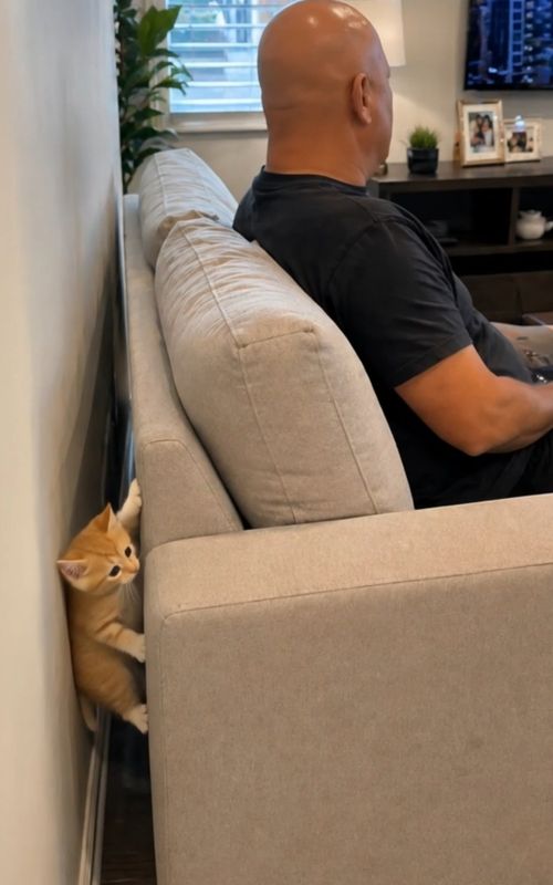 This Little Menace Finally Got Caught #catsoftiktok #kittensoftiktok #orangecat #funnycat #kittenchaos #littlemenace #catmemes #petsoftiktok #funnyanimals #fyp #foryou