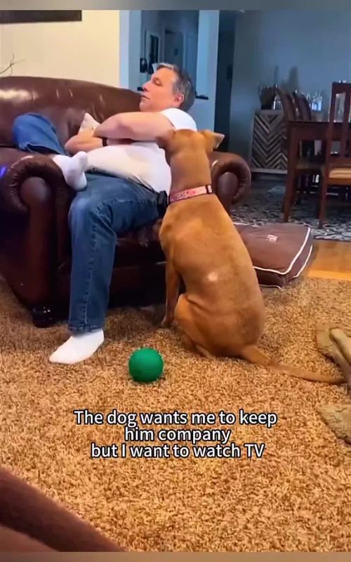 Funny Animals 🤣🤣 #funny #funnyvideos #animals #pet #cat #dog #cute #foryou #typ