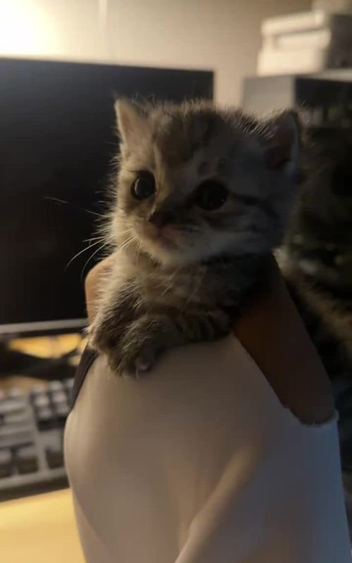 So cute #cutecat #pet #kucing #kitty #funny 