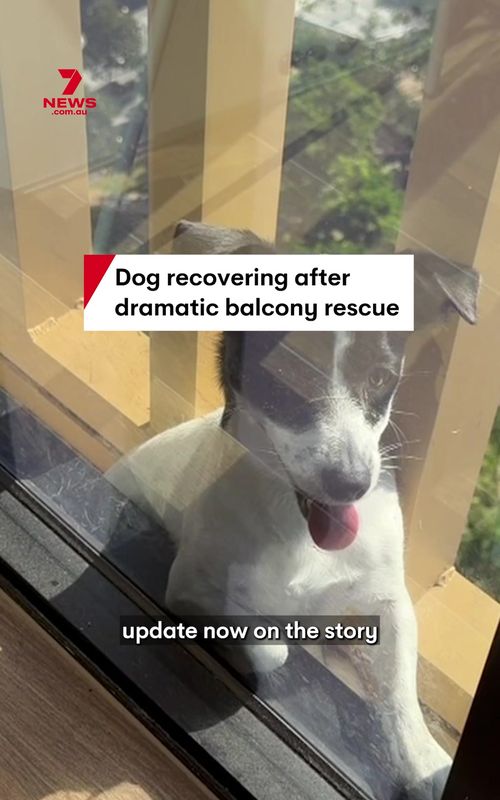 Ellbie, the Jack Russell, is recovering well after being rescued from a 13th-floor ledge in Dee Why, where she was stranded for two days. #deewhy #ellbie #balconyrescue