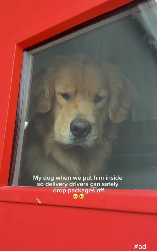 He just wants to say hi... but not every moment is a safe one to do it! Containing Zebby during deliveries has become part of our routine—it reduces stress and helps create a safer experience for drivers too. 💙 #ad #SafePetsSafeCommunities @Amazon 