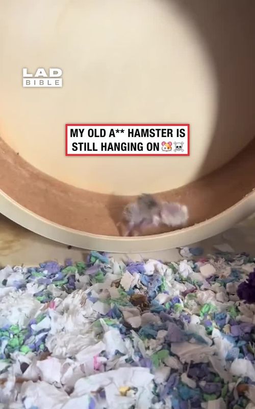 Bro looks like he fought in Vietnam 💀 Hamsters have a relatively short lifespan compared to many other pets, typically living between 2 to 3 years depending on the species and care they receive. Smaller breeds like Roborovski and Chinese hamsters often live closer to 2 years, while Syrian hamsters can sometimes reach 3 years or slightly more. Their lifespan is influenced by factors like diet, environment, genetics, and overall care. A balanced diet, clean living space, regular exercise, and minimal stress can all help support a longer, healthier life. Because their lifespan is short, hamsters age quickly, which is why changes in behaviour or health should be monitored closely as they get older. TT / angelinasanhz #pets #animals #ladbible