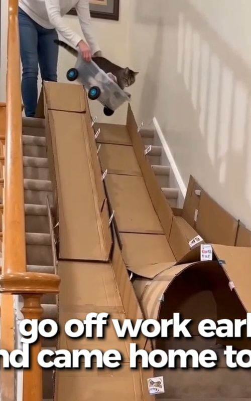 When she catches you red-handed… having way too much fun without her 😂  #cats #funny #pets #cute #cat 