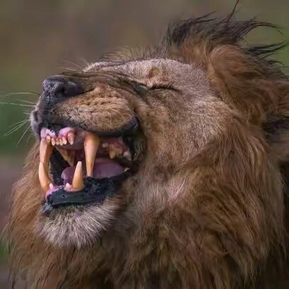 🦁『★』 🇱 🇮 🇴 🇳  『★』🦁