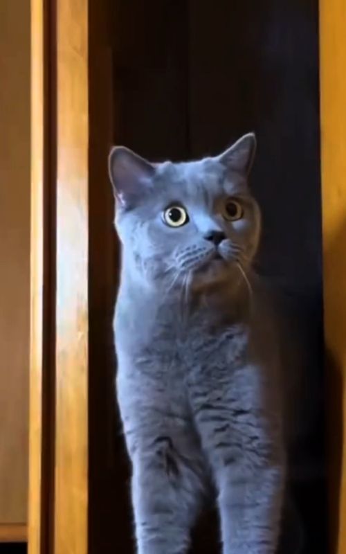 don't miss end cat reaction after cutting cat part 19