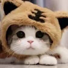 funny.life.cute61